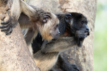 Black and gold howler monkey pair looking out together from fork in tree