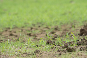 New green shoots growing  out of the dry cracked patterned earth in foreground focus