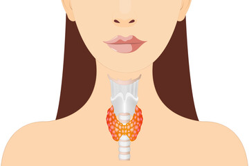 A healthy thyroid gland is shown in the silhouette of a woman.
