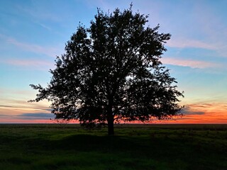 Obraz premium tree at sunset