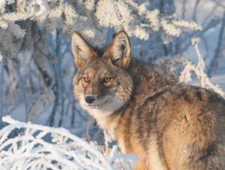 Close up of coyote in the snow