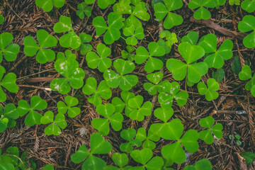 Clovers