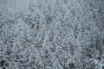 Snow covered trees