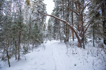 Winter morning in the forest