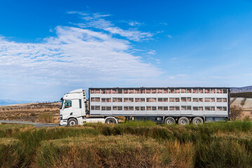A livestock trailer truck for transporting pigs, fully loaded with pigs, heading to the...