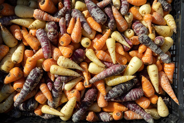 Carrots of different varieties and colour on sale at a market