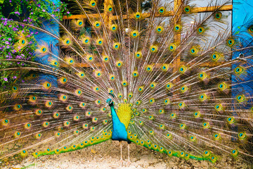 Obraz premium beautiful colorful peacock with open feathers
