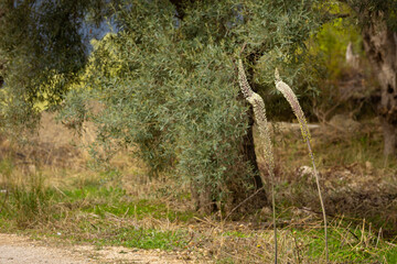 Pustynnik Himalajski (Eremurus Himalaicus), egzotyczny biały kwiat, tapeta kwiatowa, tło © anettastar