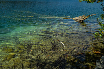 The tranquil transparent waters of lake in the background. Tree into the shallow waters. Beautiful nature lake. Landscape Reflection off of a clear lake water surface on a bright sunny day.