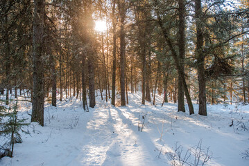 Winter morning in the forest