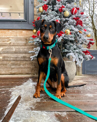 Dog, breed German Pinscher, with uncropped ears, black and tan color, sits next to a Christmas tree decorated with golden toys and red balls and berries