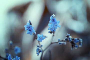 Kwiaty botaniczne, Zatrwian Gmelina, Limonium gmelinii (Dazzle Rocks), tapeta kwiatowa, tło © anettastar
