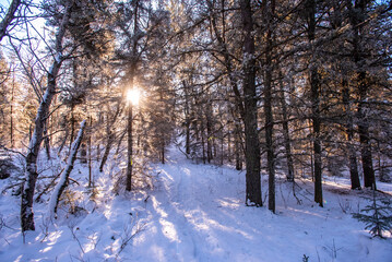 Winter morning in the forest