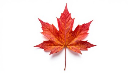 Vibrant single red maple leaf isolated on white background
