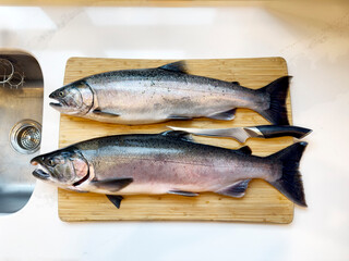 Overhead view of two fresh wild pacific coho salmon fish on kitchen counter near sink ready to be clean with fillet knife on cutting board