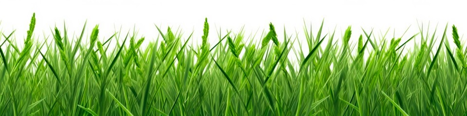 Obraz premium Fresh Grass Line Border. Agricultural Field with Wheat and Summer Plants on a Rural Landscape. Harvest and Nature Concept