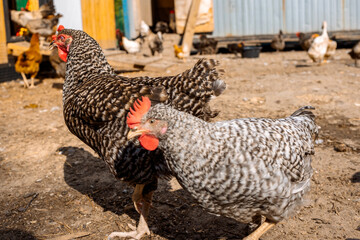 Poultry yard with domestic hens, roosters, geese. Birds walk on rural organic nature farm and eat food. Selective focus. High quality photo