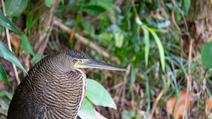 Garza Tigre Mexicana ( Bare-Throated Tiger Heron, Tigrisoma Mexicanum)