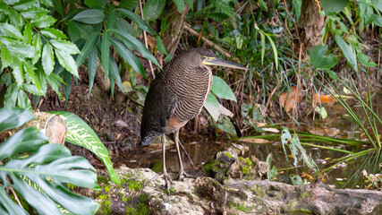 Garza Tigre Mexicana ( Bare-Throated Tiger Heron, Tigrisoma Mexicanum)