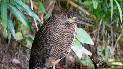 Garza Tigre Mexicana ( Bare-Throated Tiger Heron, Tigrisoma Mexicanum)