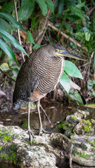 Garza Tigre Mexicana ( Bare-Throated Tiger Heron, Tigrisoma Mexicanum)