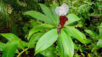 White flower of Cheilocostus Speciosus ( crêpe ginger)　　　