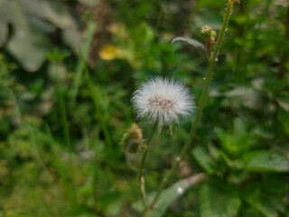 Delicate dandelion pappus ready to disperse its seeds against green background
