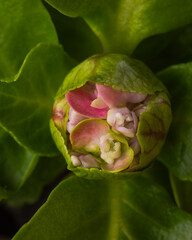 A Hydrangea Bud Slowly Opening in Early Winter while Enjoying the Warmth of the House