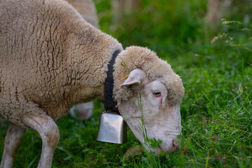 Sheep close up. The sheep in the meadows. Sheep pasture on an farm, close up. Sheep eating grass on a field. Sheeps grazing in an alpine meadow.