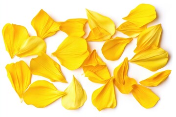 Fototapeta premium Collection of Isolated Sunflower Petals on a Bright White Backdrop, Flat Lay from Above