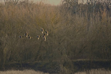 Dzikie ptactwo w nadwiślańskim parku © grzegorz