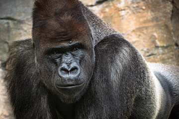Obraz premium photographs of gorillas in their natural habitat in the middle of nature