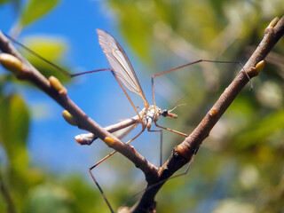 fly on leaf flower spring