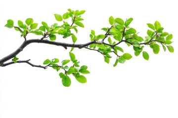 Isolated Oak Branch Adorned with Lush Green Foliage Against a Crisp White Backdrop