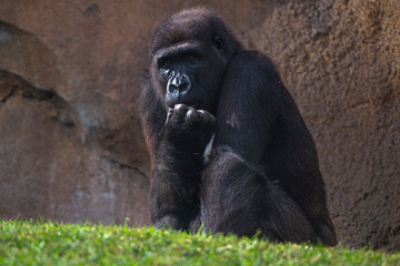 photographs of gorillas in their natural habitat in the middle of nature