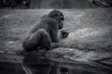 photographs of gorillas in their natural habitat in the middle of nature