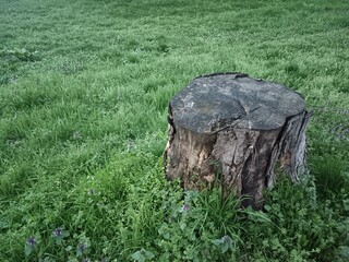 stump in the forest