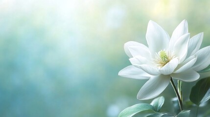 Obraz premium A Single White Flower Blooms Softly Against A Blurry Green Background