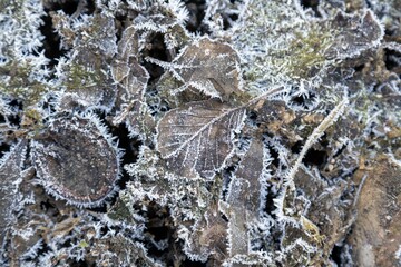 Dried leaves covered with frost on the river bank