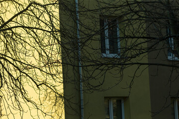 The buildings exterior has intertwined branches, and its interior windows show a softly muted,...