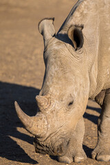 rhino in the sun