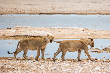 lions in Africa