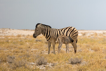 zebra in the serengeti