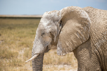 elephant close up