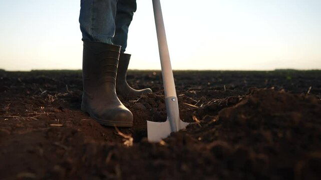 The farmer is digging the field with shovel. garden soil dig concept. a farmer digs the soil with a shovel into the ground with his feet. a farmer with lifestyle his legs shoveling a field.