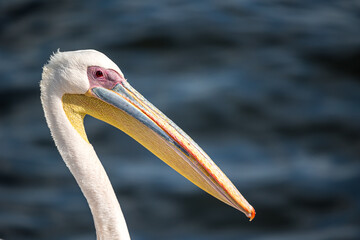 close up of a pelican