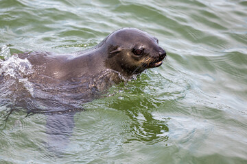 seal in water