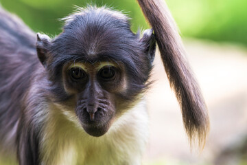 photographs of a spider monkey in its natural habitat in the middle of nature
