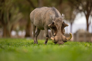 warthog in the grass