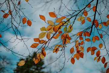orange autumn leaves on blue sky